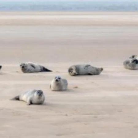 Kemp Wiron Aan Het Wad. Westerland